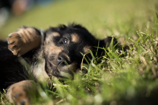 A small dog on the grass background