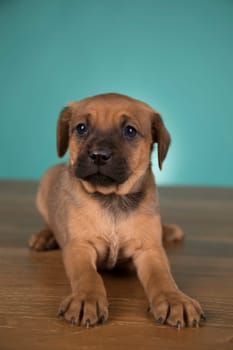 Little puppy dogs, animals concept