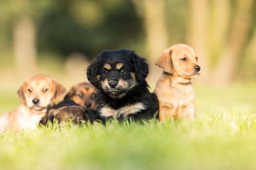 Little dog on the grass