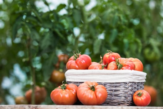 Vegetables, Tomatoes,  on desk in garden