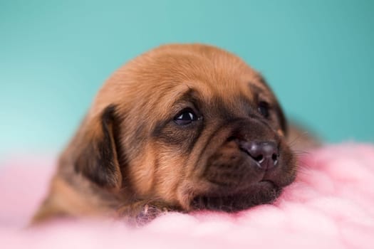 Sleeping dog in a on a blanket