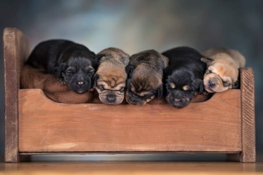 The dogs sleep on a wooden bed