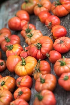 Tomatoes vegetable garden, organic products