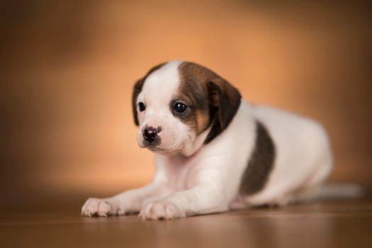 Small dog on a wooden background