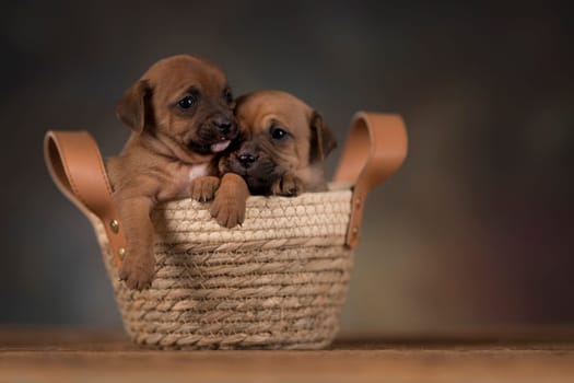 Dogs in a wicker basket