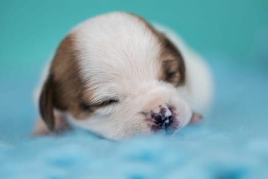 A beautiful little dog sleeps on a blanket