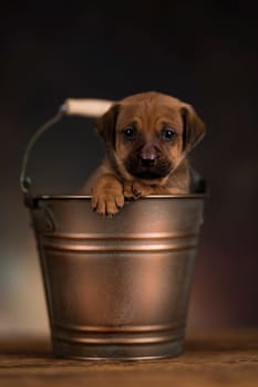 A small dog in a metal bucket