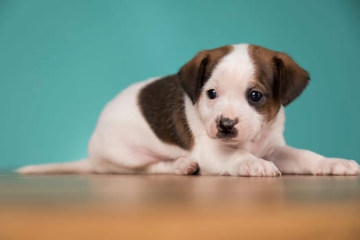 Little puppy dogs, animals concept