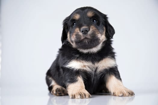 Little dog on a white background
