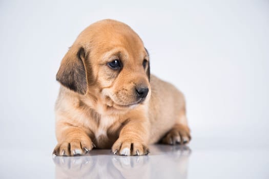 Little dog on a white background