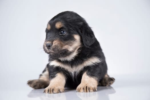 Little dog on a white background