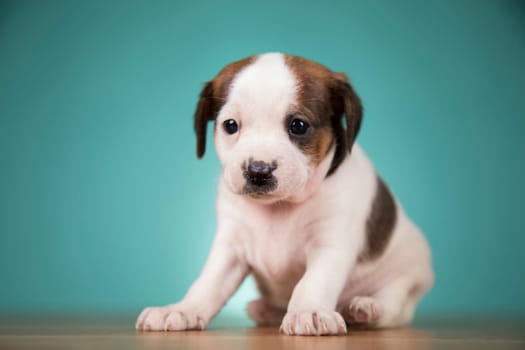 Cute puppy dog, animals concept