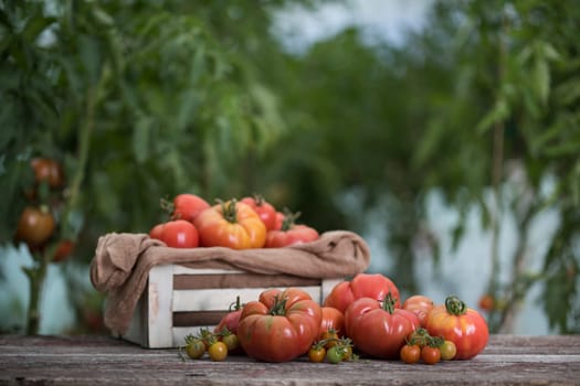 Fresh tomatoes in a wooden crate