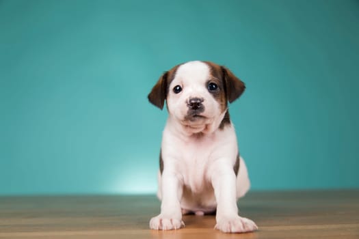 Cute puppy dog, animals concept