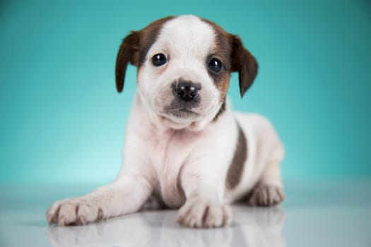 Cute puppy dog, animals concept