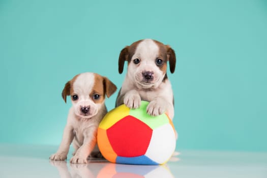 A happy puppy is playing with a ball