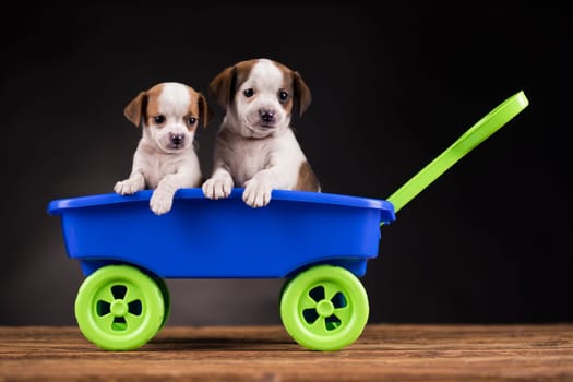 Cute doggies in a toy wagon
