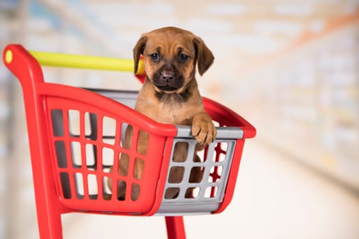 A dog in a shopping cart