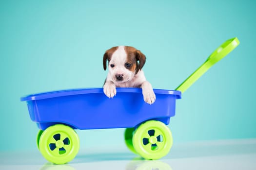 Little cute dog in a toy car