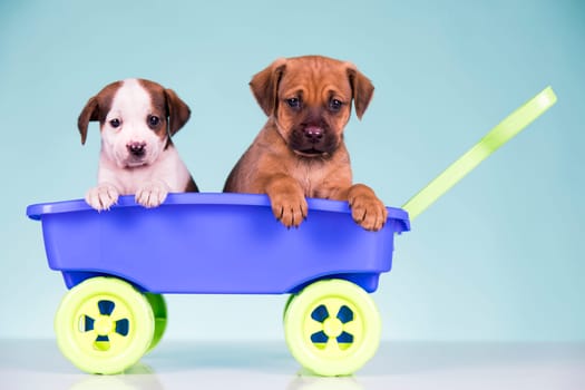 Beautiful little puppies in a toy wagon
