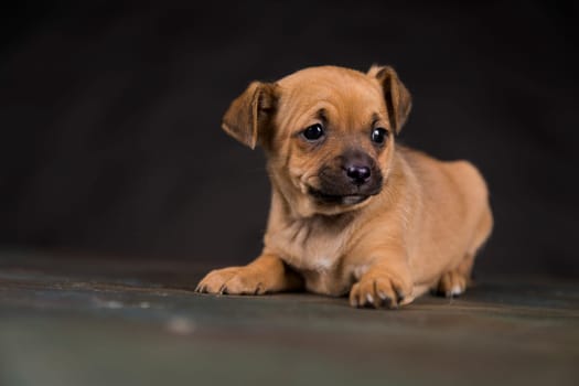 Dog on a black background
