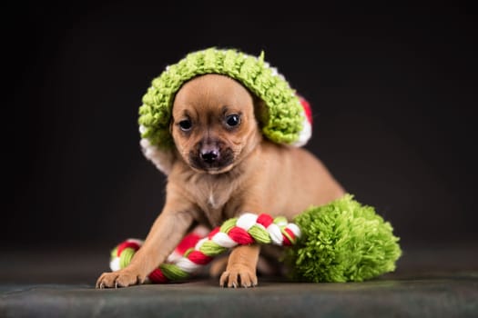 Dog on a black background