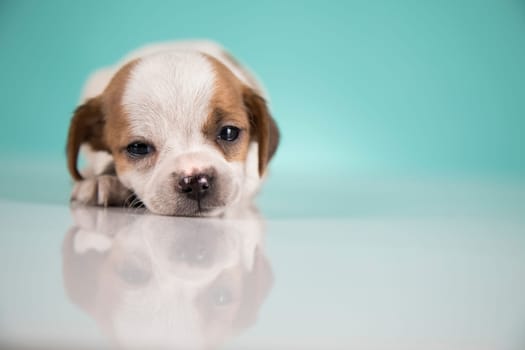 Small happy dog are sleeping