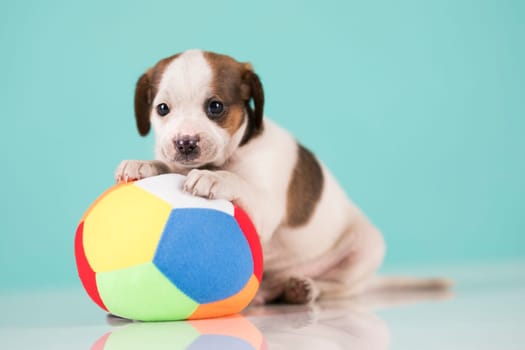 A happy puppy is playing with a ball