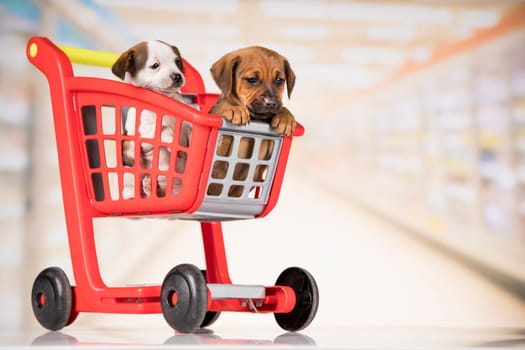 Little doggies in a shopping cart