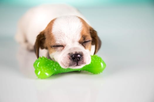 Dog sleeps with a rubber bone