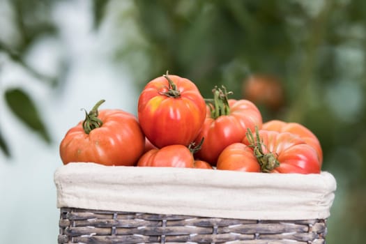 Tomatoes vegetable garden, organic products