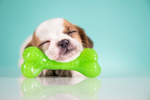 Dog sleeps with a rubber bone
