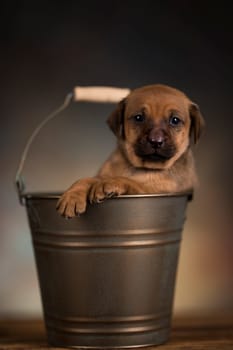Dog in a metal bucket