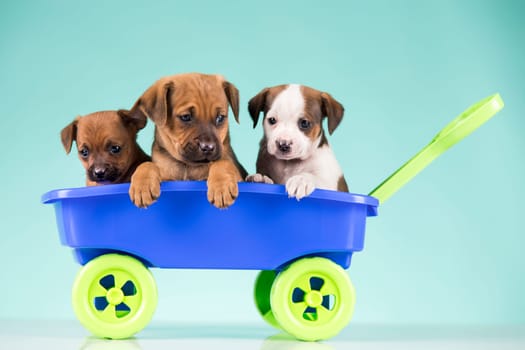 Cute doggies in a toy wagon