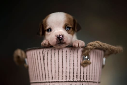 Dog in a metal bucket