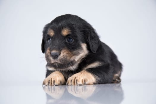 Little dog on a white background
