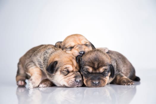 A small dogs, sleep on a white background