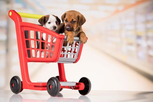 Cute doggies in a shopping cart