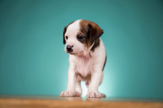 Cute puppy dog, animals concept