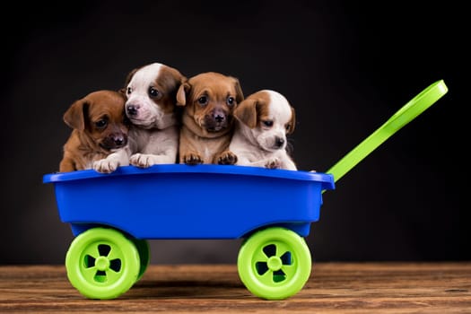 Cute doggies in a toy wagon