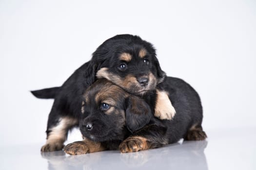 Cute puppies dogs, pet animals concept