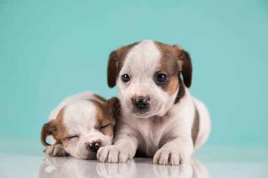 Two little dogs, puppy, animals concept