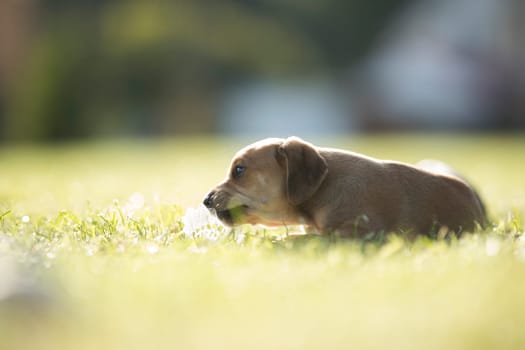 Puppy dog on the grass