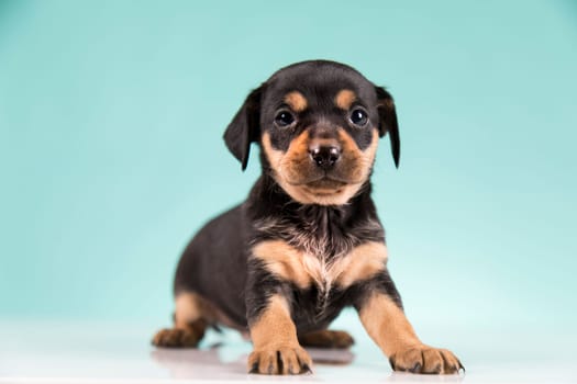 Pet, Little puppy dog, animals concept
