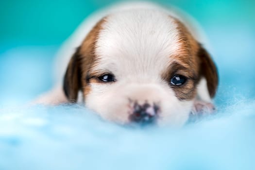 Little dog sleeps on a blanket