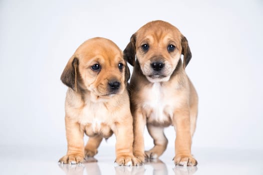 A beautiful little dog on a white background