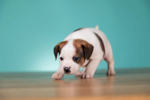 Little puppy dogs, animals concept