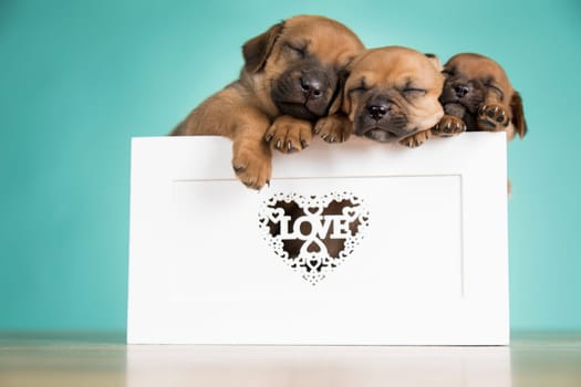 Love little dogs in are wooden deck