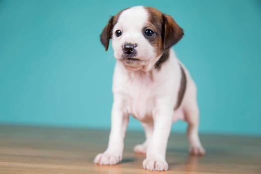 Cute puppy dog, animals concept