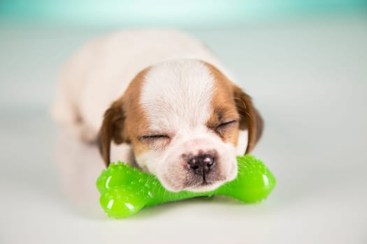 Dog sleeps with a rubber bone